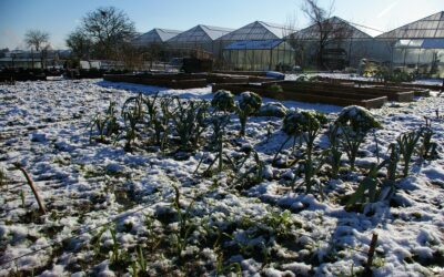 De moestuin in februari