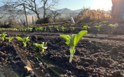 De moestuin in maart