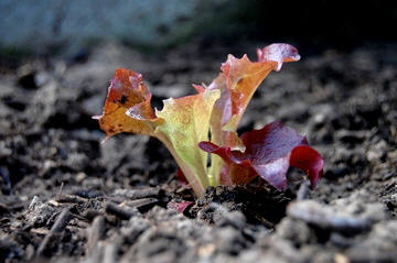 Tuintips februari