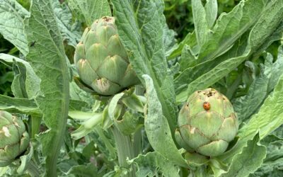 De moestuin in juni