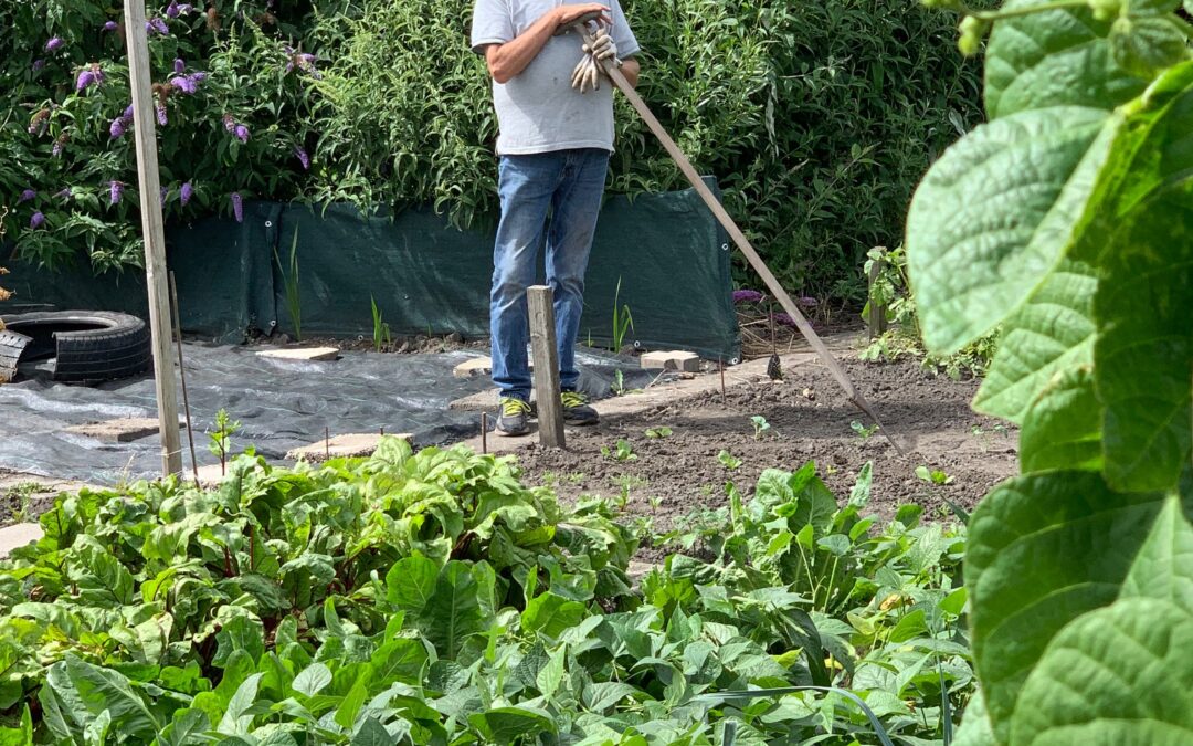 Tuintips van Henk: juli