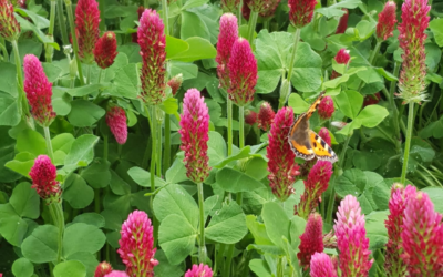 Rode loper voor insekten