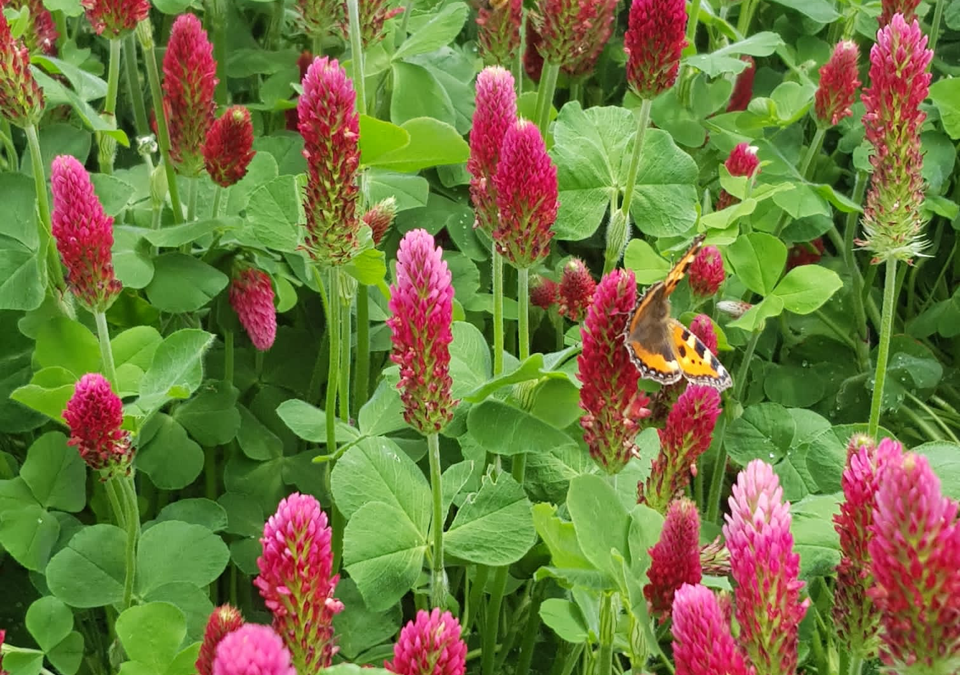 Rode loper voor insekten