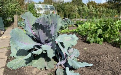 De moestuin in oktober