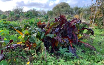 Tuintips voor november