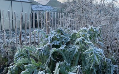 Tuintips januari